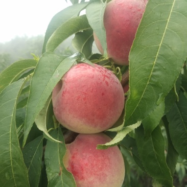 青州蜜桃王（离核）大量上市