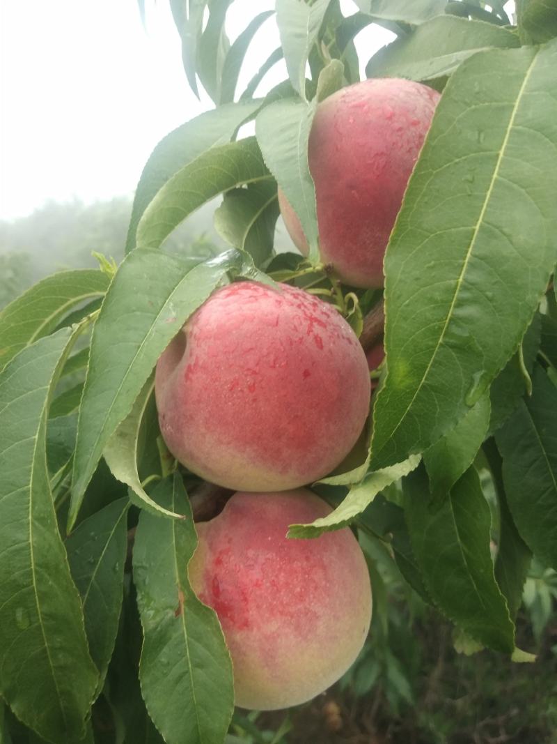 青州蜜桃王（离核）大量上市