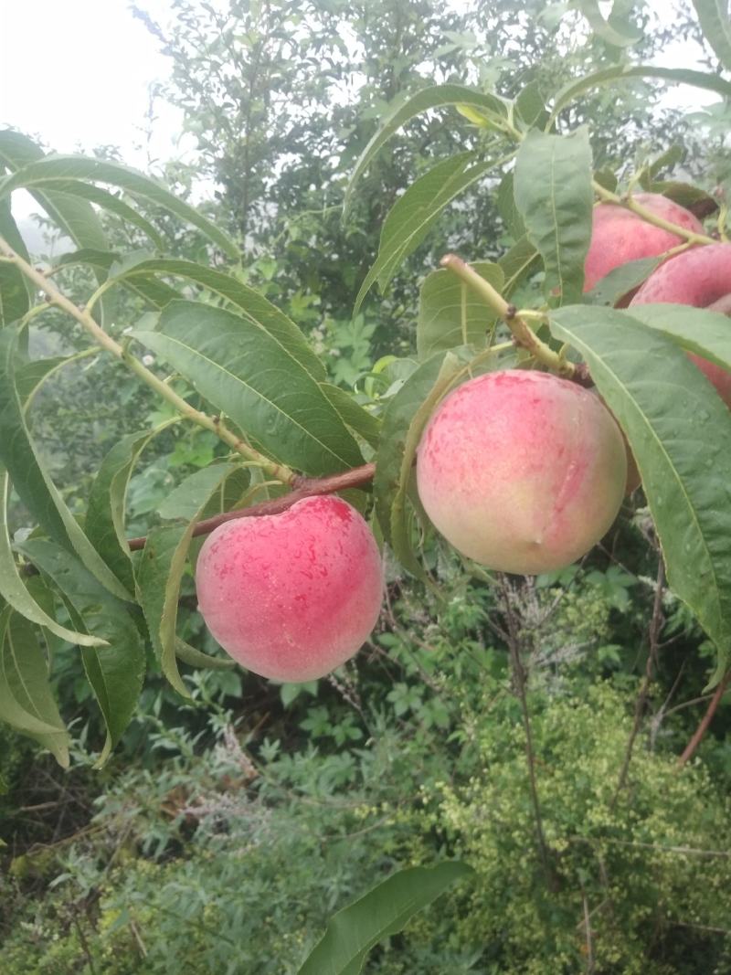 青州蜜桃王（离核）大量上市