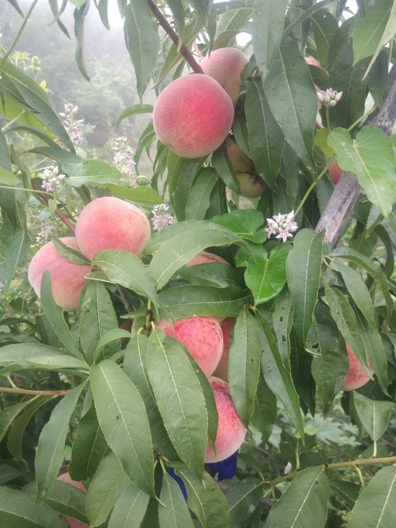 青州蜜桃王（离核）大量上市