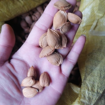 优一杏核价格优惠质量保证