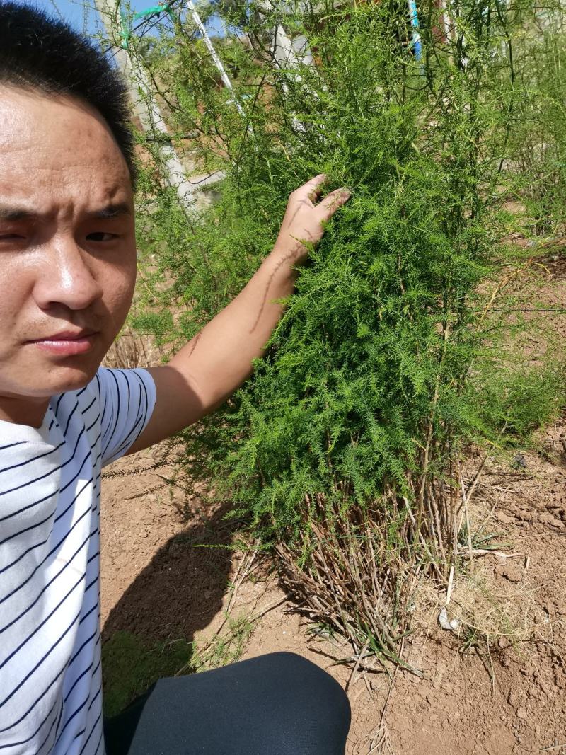 云南大天冬种苗，低投入高回报，基地一手货源，价格优势