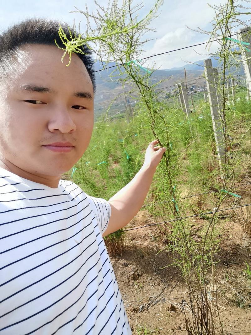 云南大天冬种苗，低投入高回报，基地一手货源，价格优势