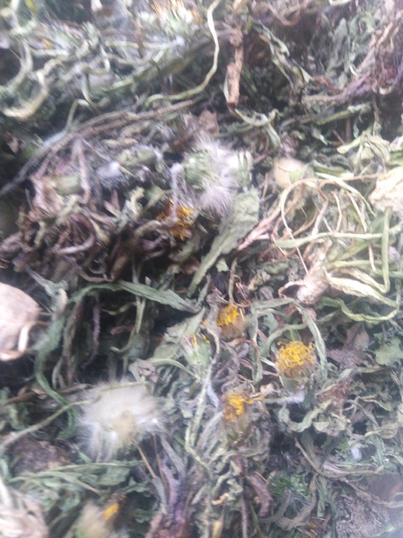 药用婆婆丁，野生蒲公英，药用蒲公英，泡茶用，带花带根干货