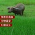 进口多年生黑麦草种子四季常青
