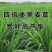 进口多年生黑麦草种子四季常青