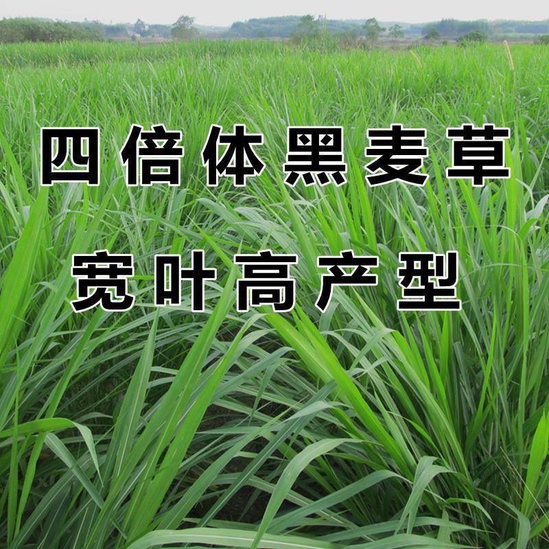 进口多年生黑麦草种子四季常青