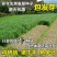 进口多年生黑麦草种子四季常青