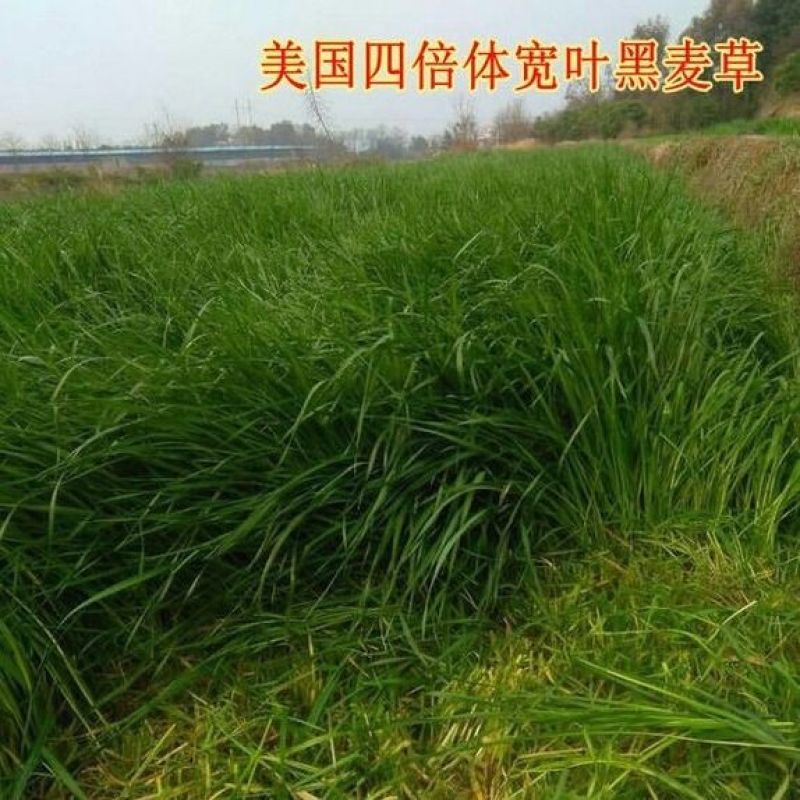 进口多年生黑麦草种子四季常青