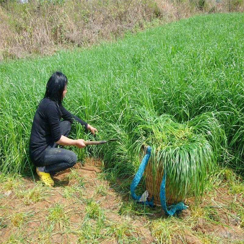 进口多年生黑麦草种子四季常青