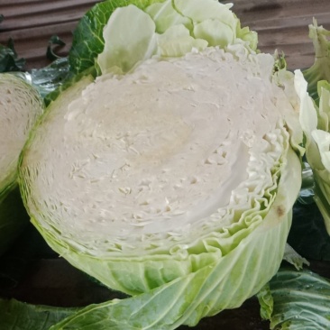 宁夏西吉大圆苞菜大量上市要的客户联系我