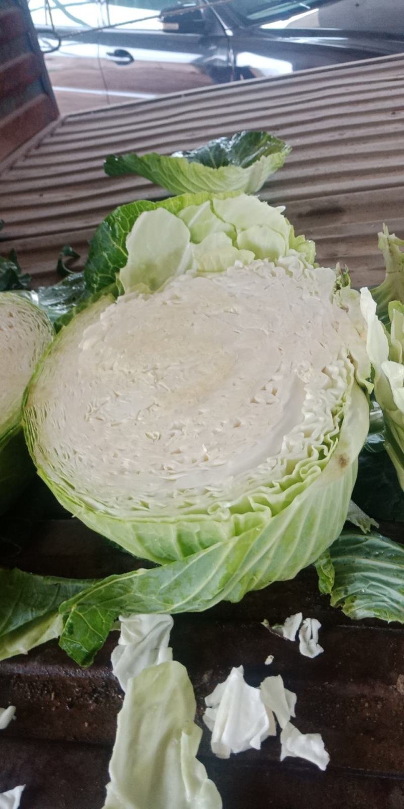 宁夏西吉大圆苞菜大量上市要的客户联系我