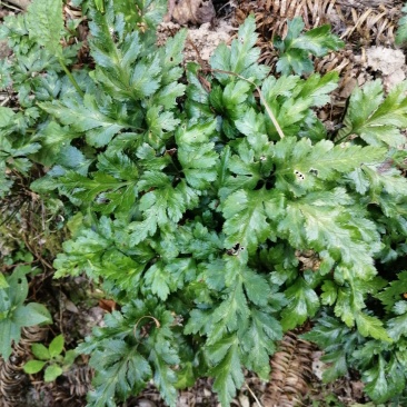 多年生中药材块茎类一鸡爪连