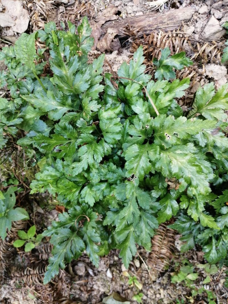 多年生中药材块茎类一鸡爪连