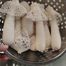 贵州新鲜红托竹荪织金竹荪鲜竹荪花产地直销包邮