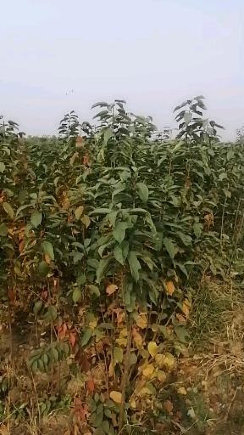樱桃树，大果樱桃树，3公分樱桃树，5公分樱桃树