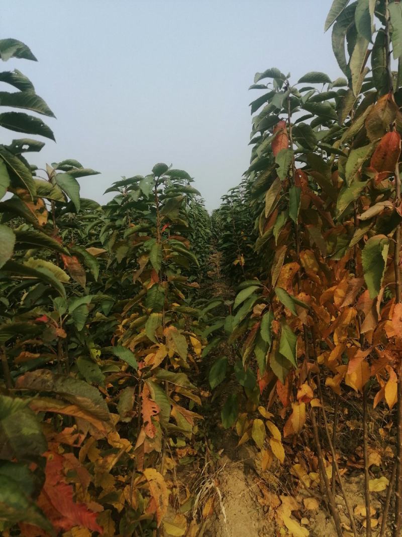 樱桃树，大果樱桃树，3公分樱桃树，5公分樱桃树