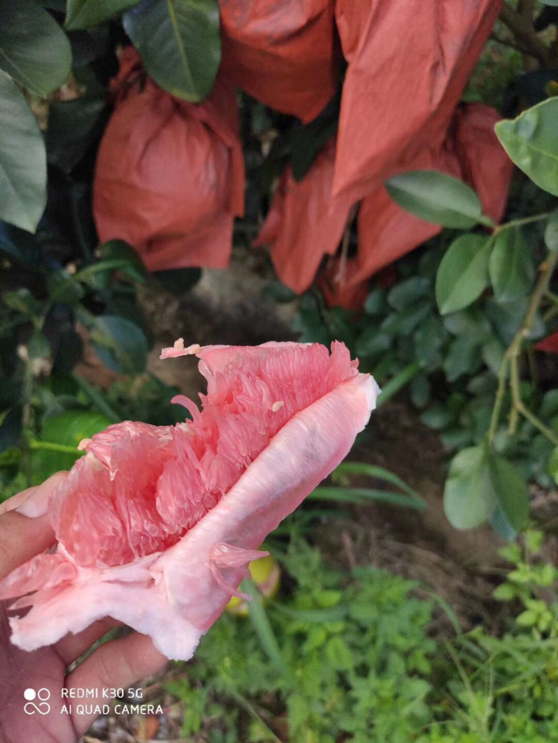 三红蜜柚大基地大量上市，一个圆子一百多万斤