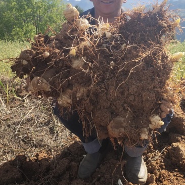 滇黄精成品鲜货基地直供