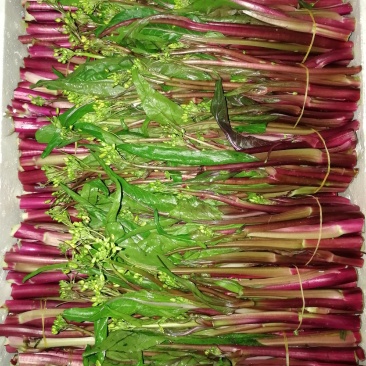 精品红菜苔，大量上市
