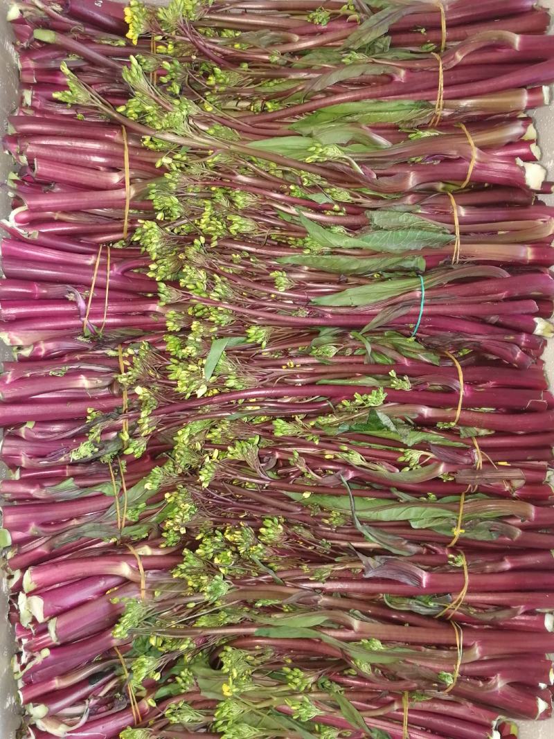 精品红菜苔，大量上市