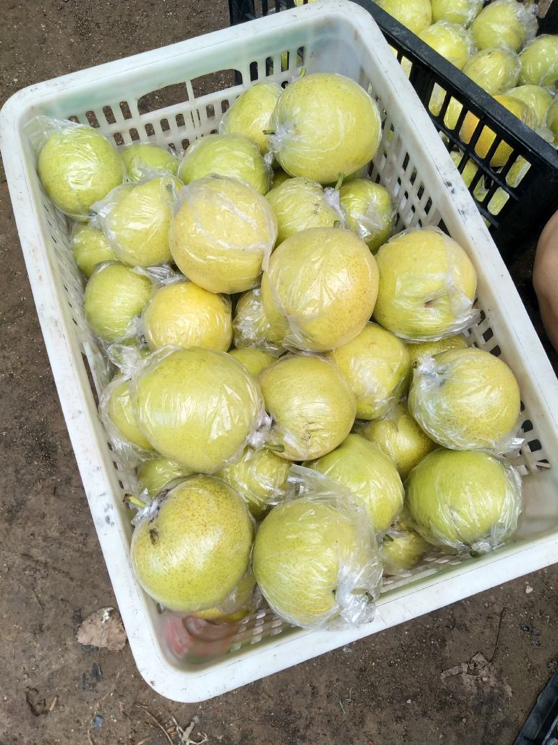 河北泊头膜袋皇冠梨、膜袋鸭梨、水晶鸭梨大量供应
