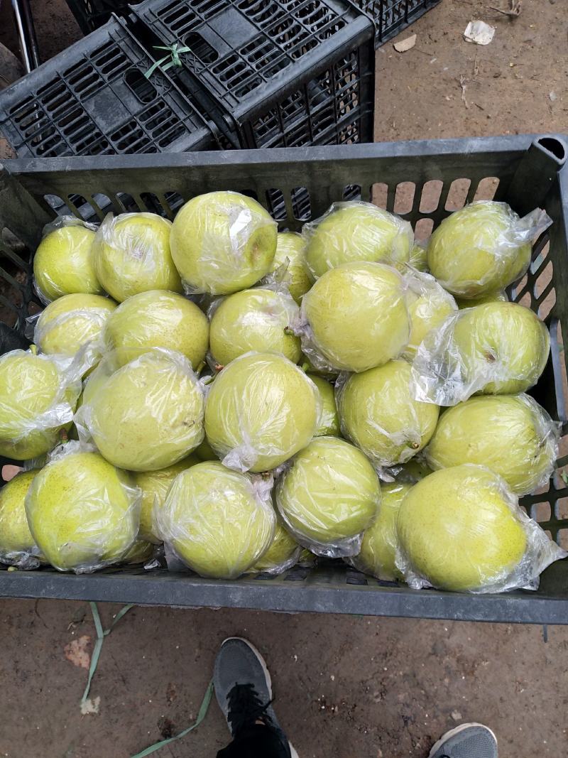 河北泊头膜袋皇冠梨、膜袋鸭梨、水晶鸭梨大量供应