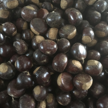油板栗板栗，大凉山栗子栗子实力代办