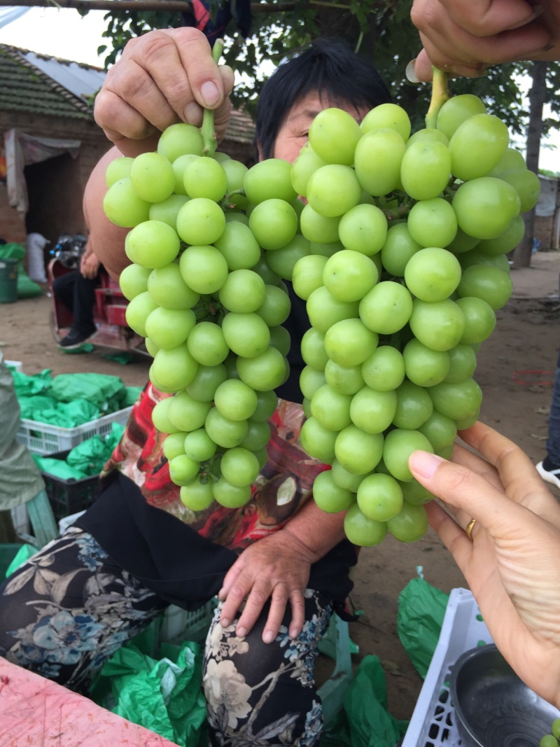 陕西大荔阳光玫瑰葡萄出库批发价格，葡萄行情走低