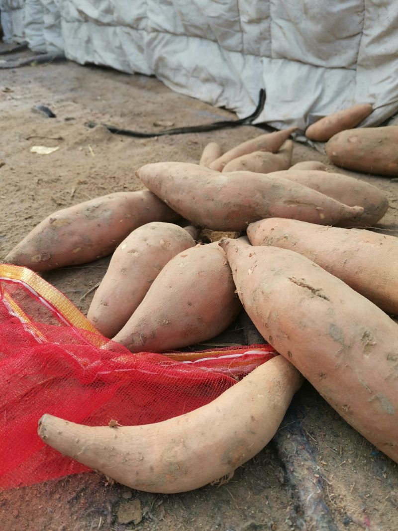 夏津县龙薯九原产地直供，微商专供