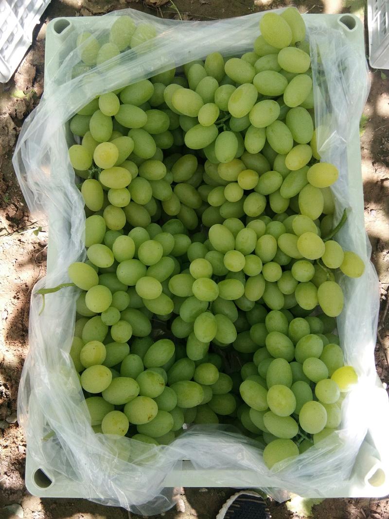 【精品】维多利亚葡萄产区货源充足质量保证实力代办