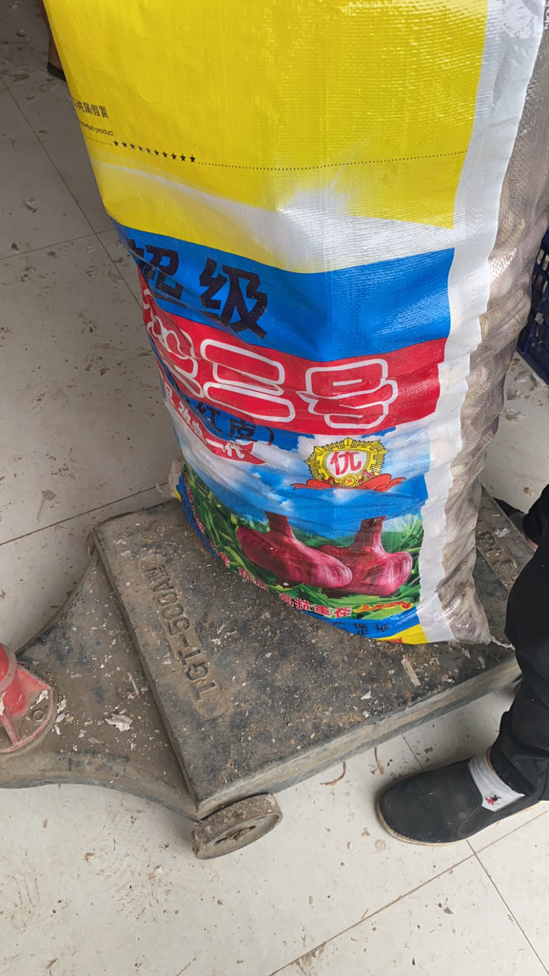【推荐】精品太空大蒜种子大青稞蒜种两吨王【产地直供】