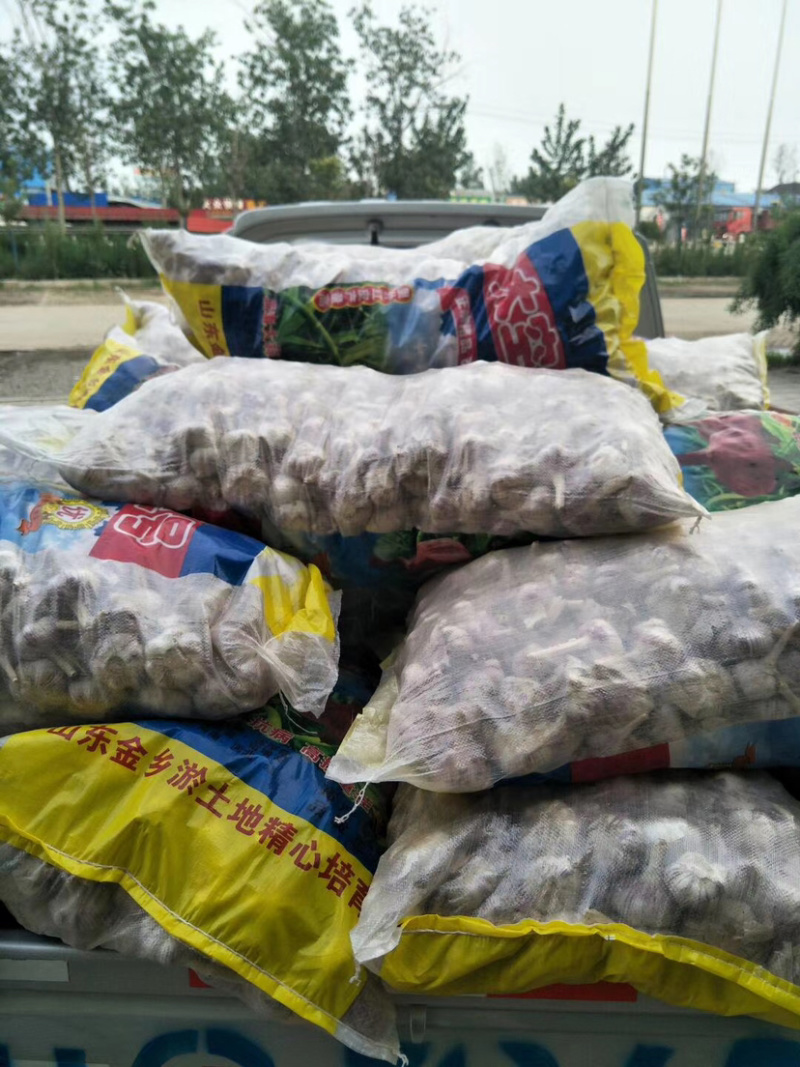 【推荐】精品太空大蒜种子大青稞蒜种两吨王【产地直供】
