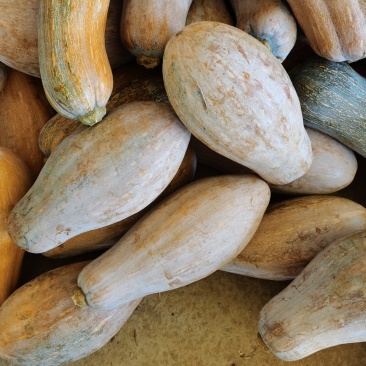 广西金韩密本金韩密本