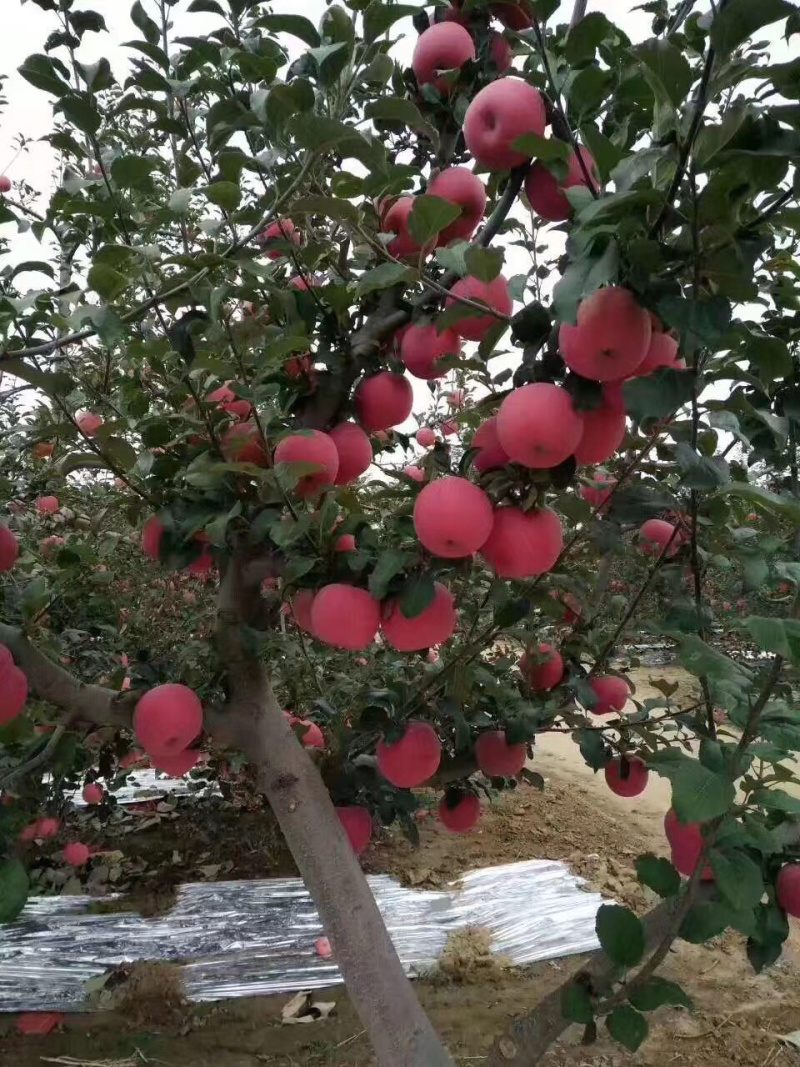 红嘎啦