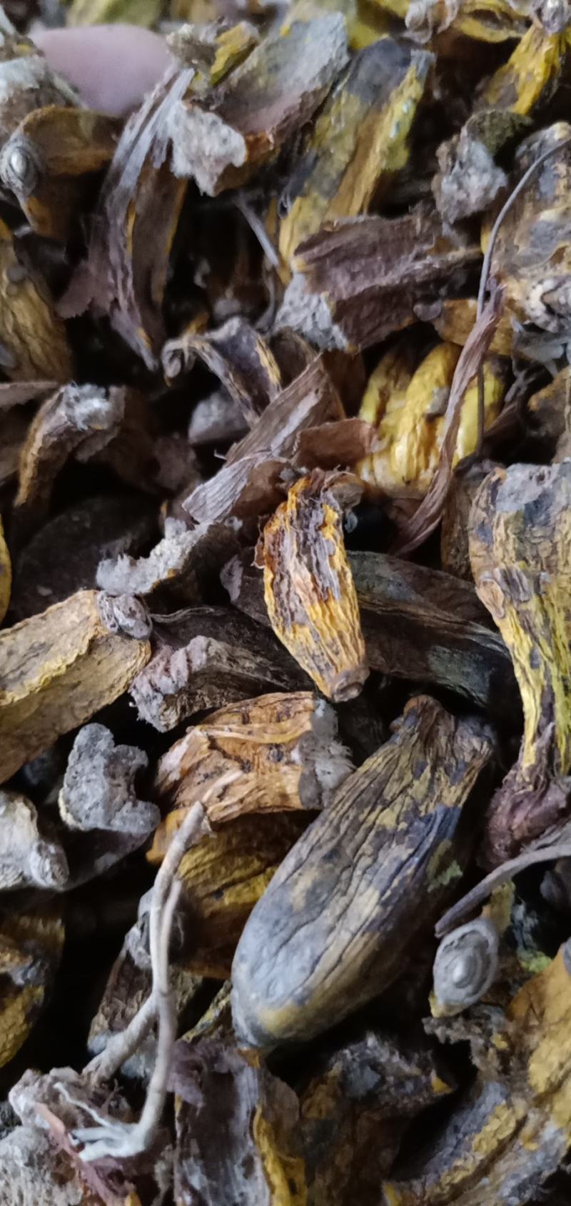 石仙桃药材批发欢迎选购有大量货源