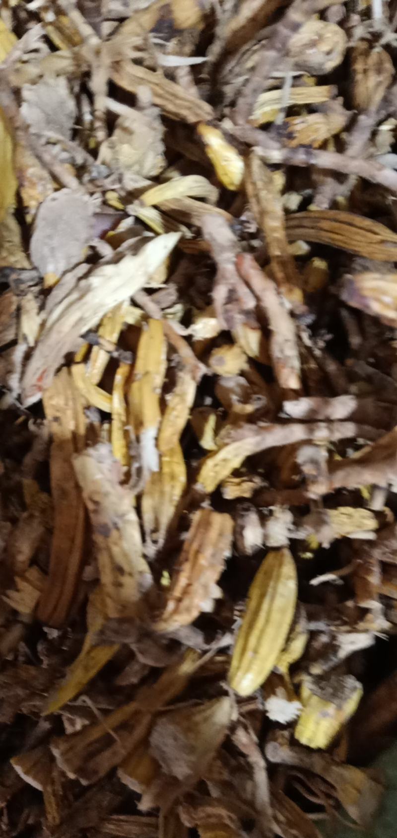 石仙桃药材批发欢迎选购有大量货源