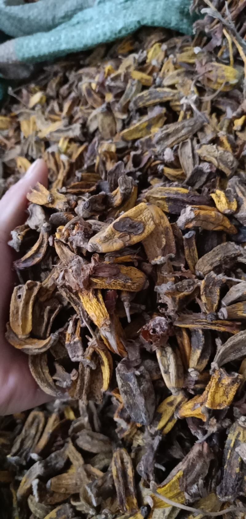 石仙桃药材批发欢迎选购有大量货源