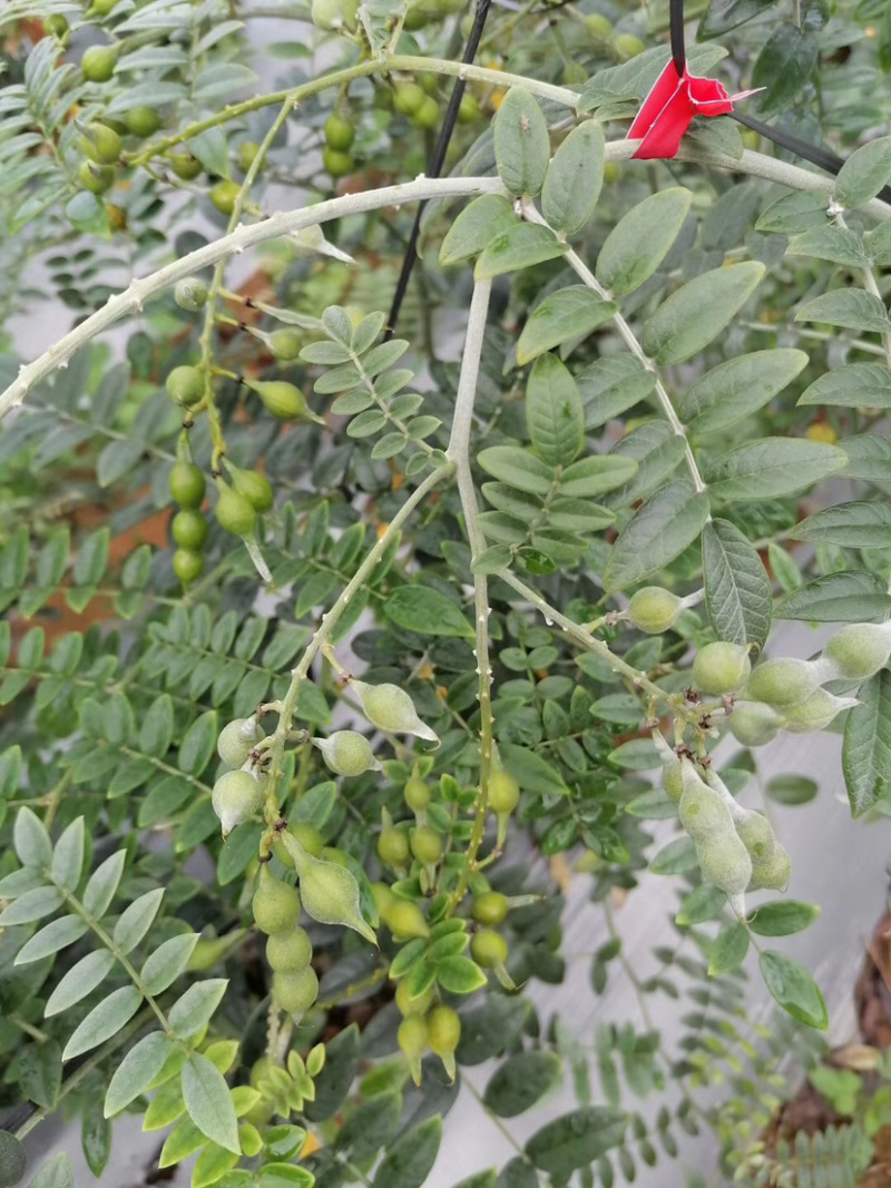 山豆根种子颗颗饱满发芽率高