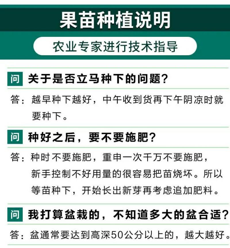 庭院果树苗橘子树地径1-3公分当年结果地栽盆栽桔子树