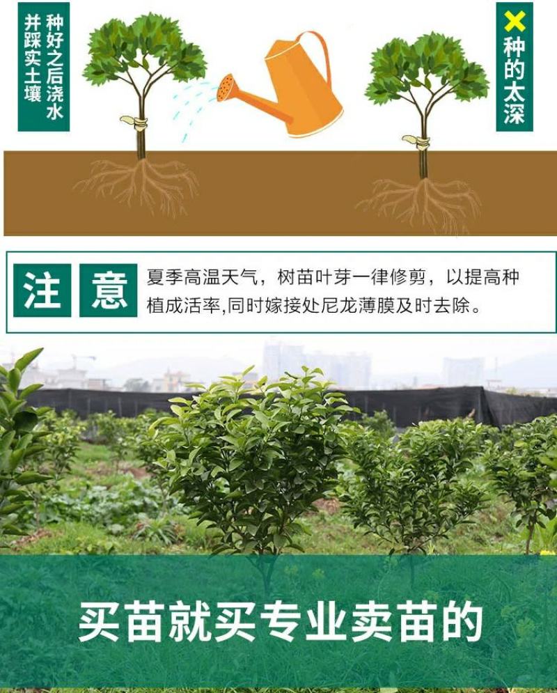 庭院果树苗橘子树地径1-3公分当年结果地栽盆栽桔子树