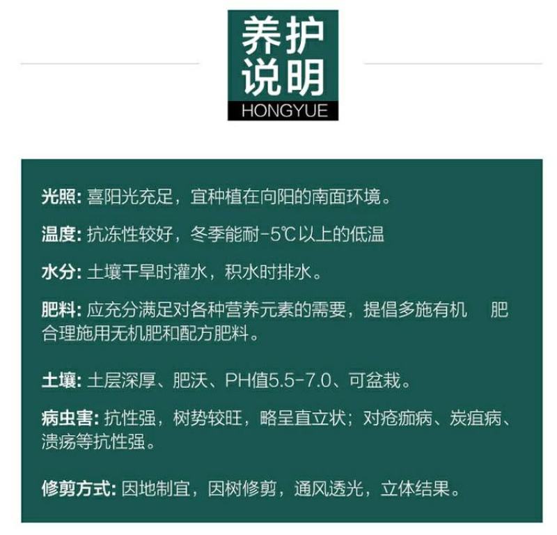 庭院果树苗橘子树地径1-3公分当年结果地栽盆栽桔子树