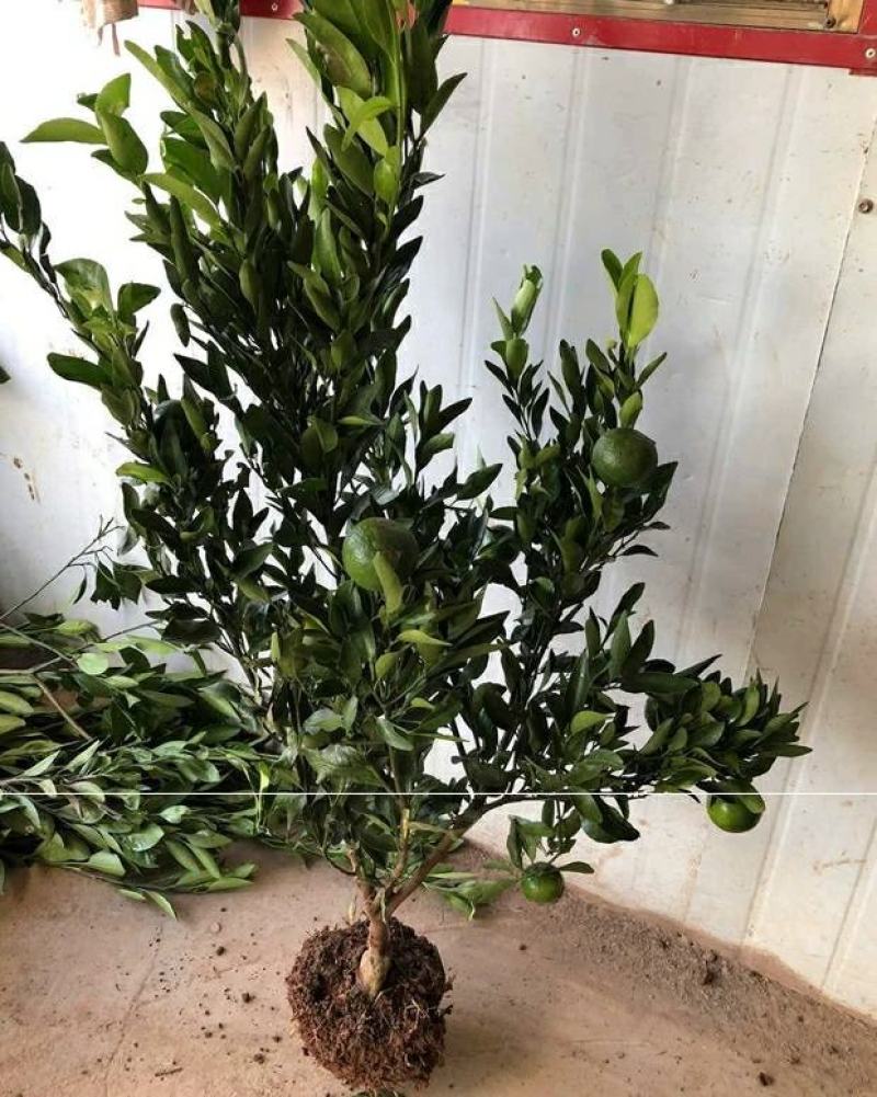 庭院果树苗橘子树地径1-3公分当年结果地栽盆栽桔子树