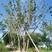 丛生朴树、每杆8～10公分冠幅5m5~6m5.