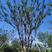 丛生朴树、每杆8～10公分冠幅5m5~6m5.