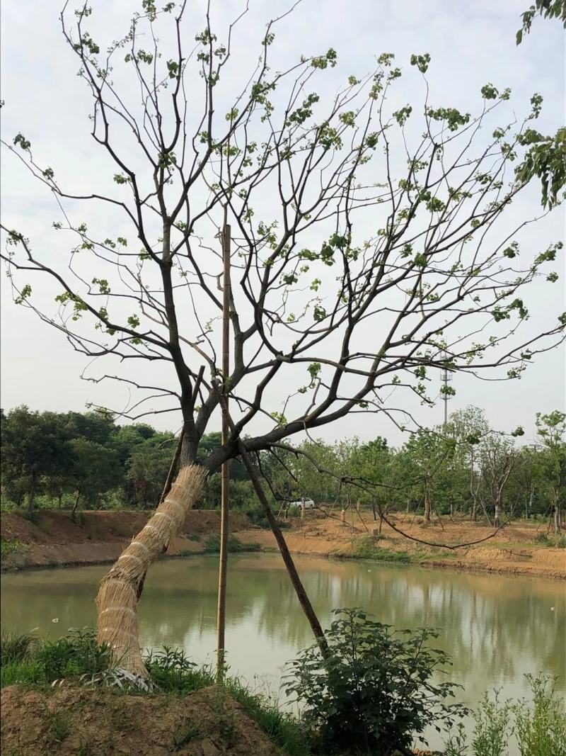 单杆乌桕、丛生乌桕、水景、点缀苗。20公分到50cm