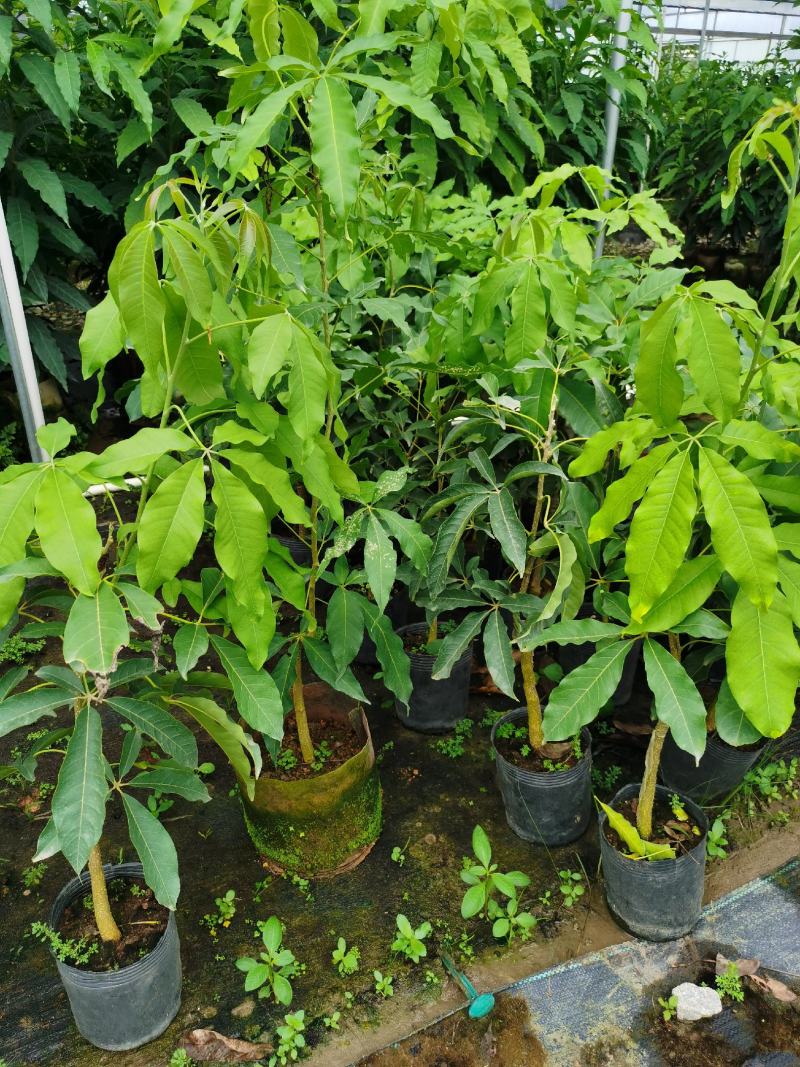 冰淇淋果苗也叫白柿果苗，台湾新品种，嫁接苗