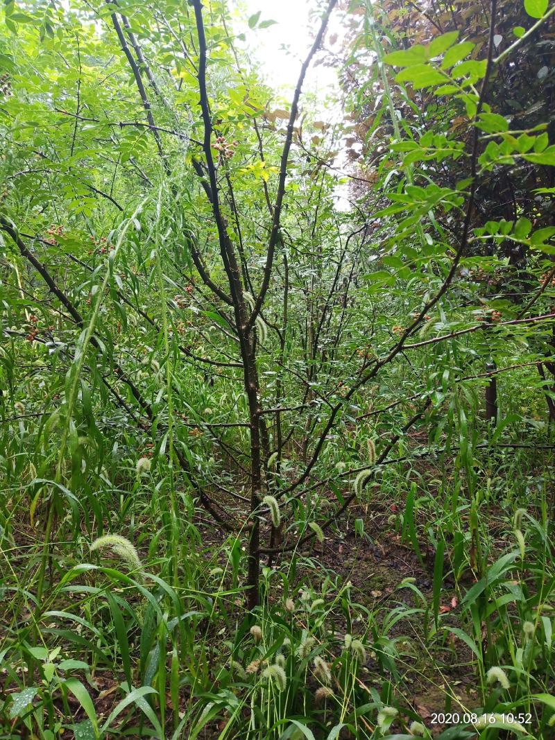 花椒树三年树，两年至5年。