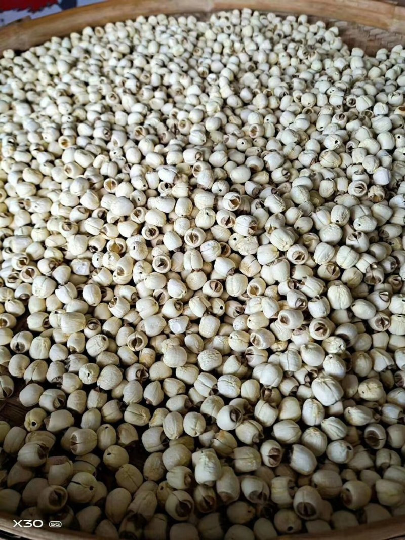 福建省建宁县。建宁莲子之乡