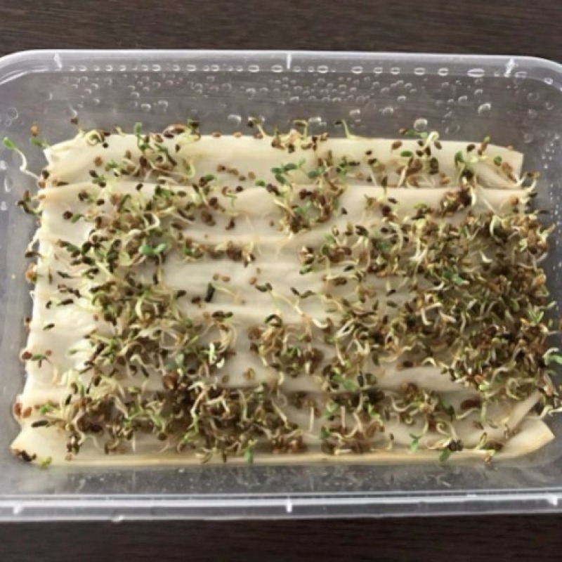 大叶紫花苜蓿种子多年生苜蓿草籽四季牧草种子鸡鸭鹅牛羊鱼草